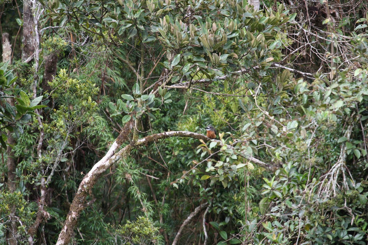 White-faced Nunbird - ML616816965