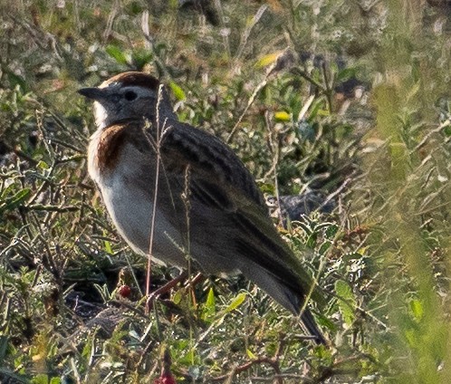 Red-capped Lark - ML616816966