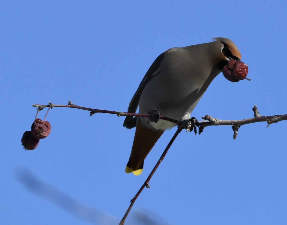 Bohemian/Cedar Waxwing - ML616816986