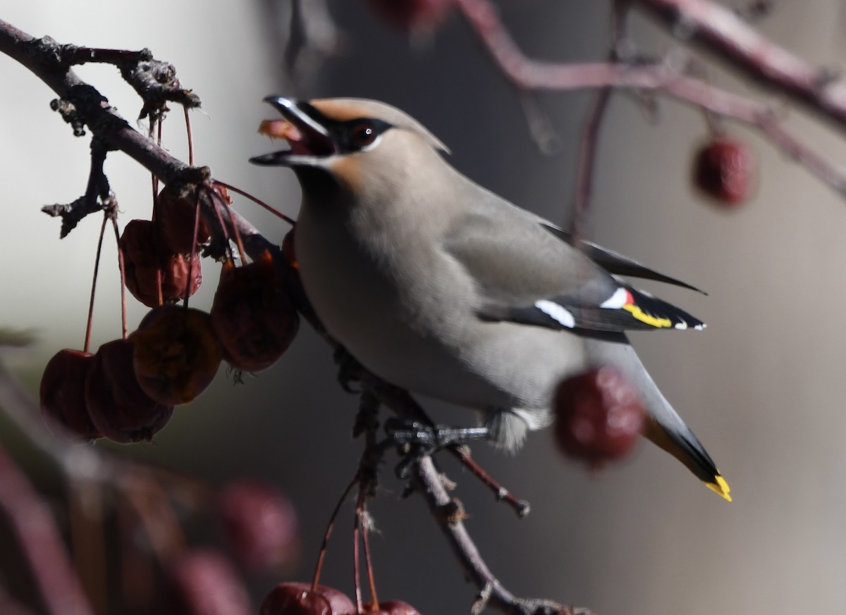 Bohemian/Cedar Waxwing - ML616816988