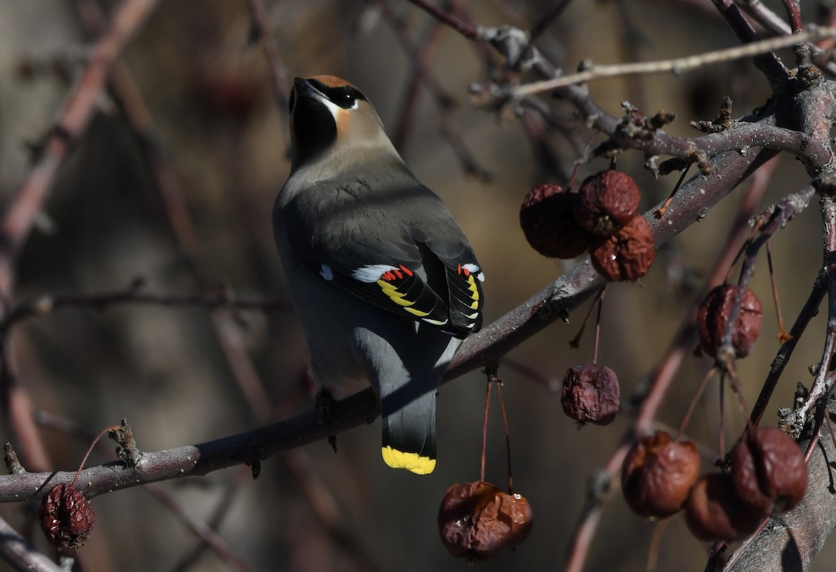 Bohemian/Cedar Waxwing - ML616816989