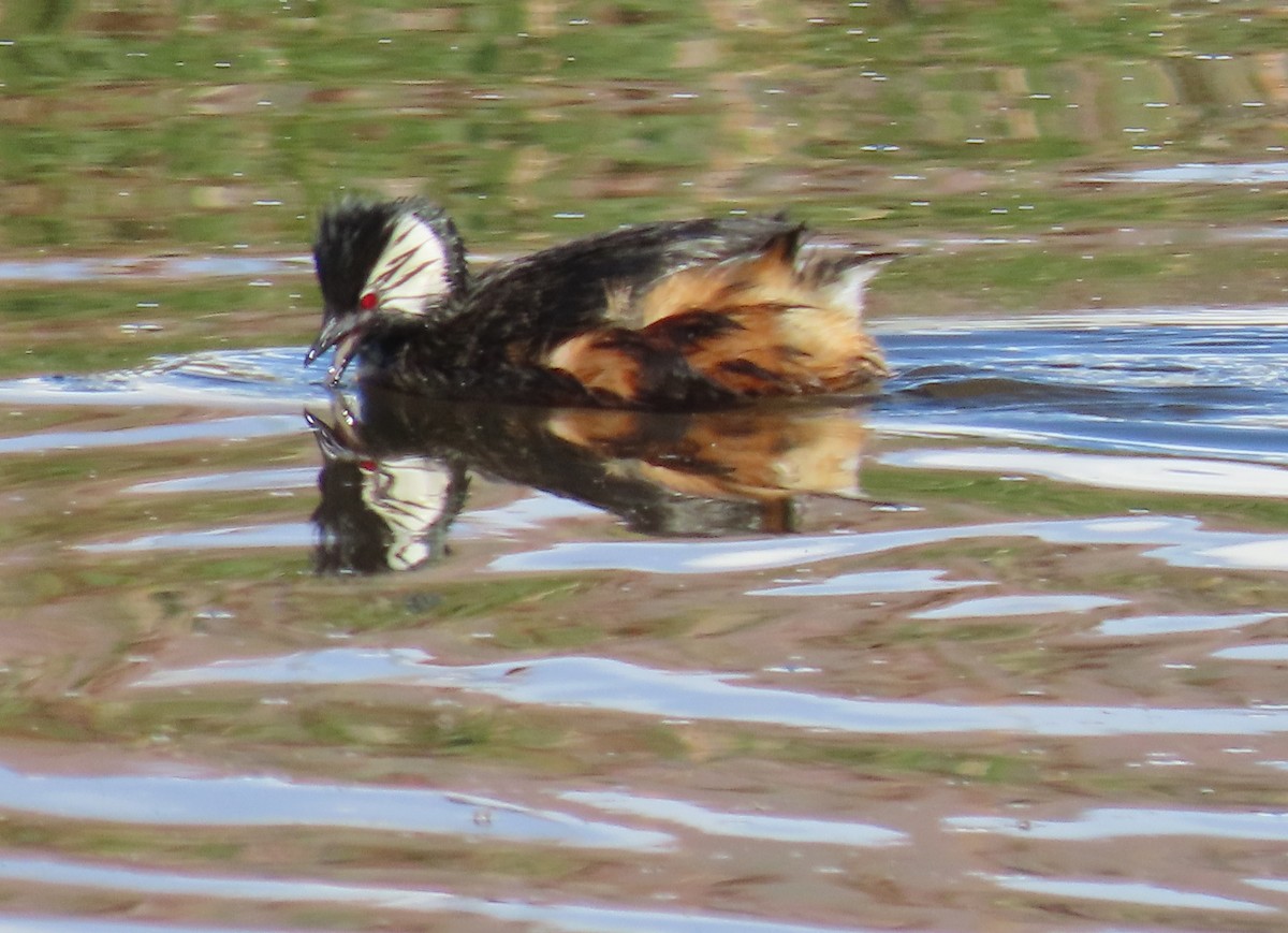 White-tufted Grebe - ML616817010