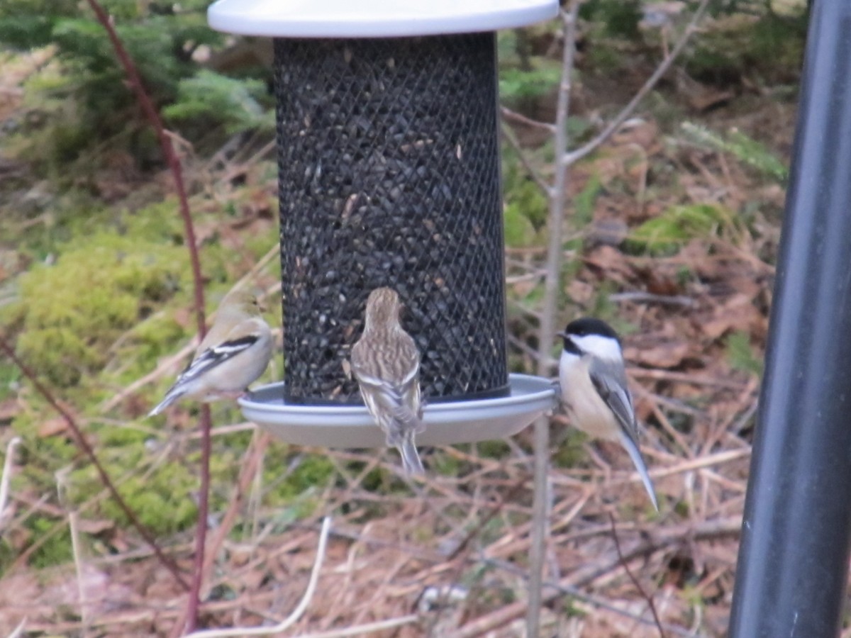 Black-capped Chickadee - ML616817028