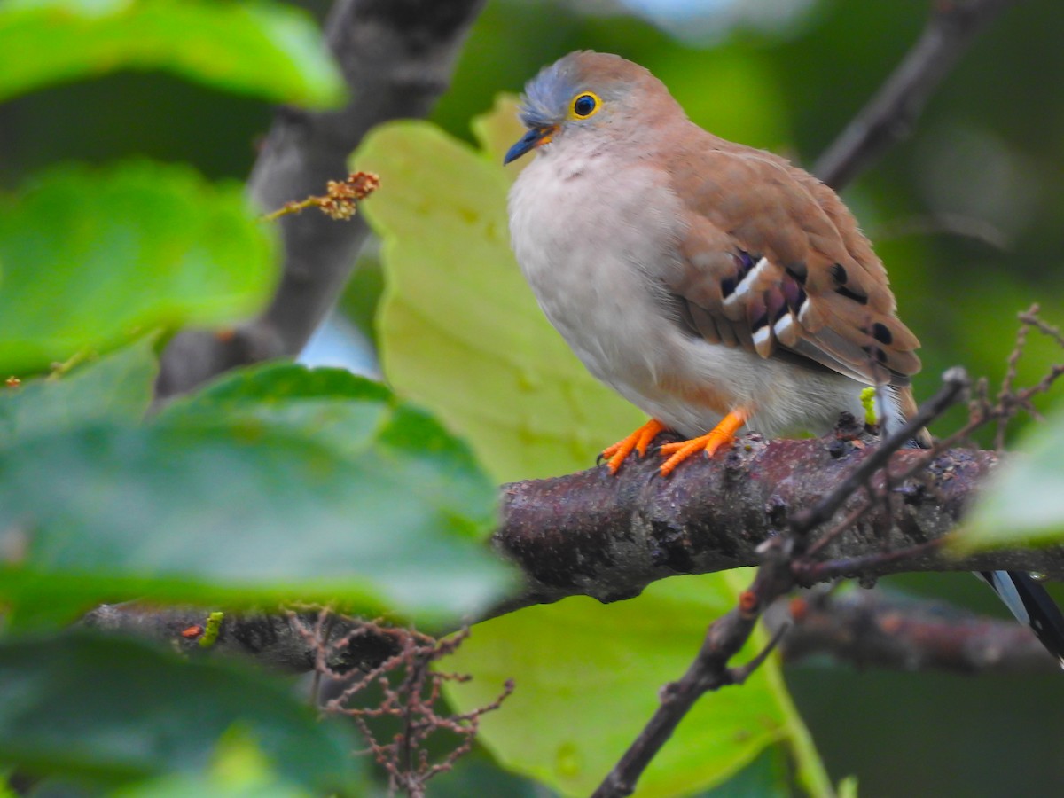 Long-tailed Ground Dove - Moroni - PassarinWeb