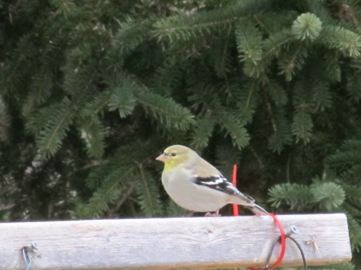 American Goldfinch - ML616817033