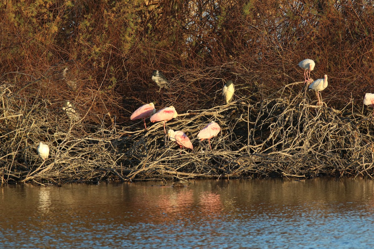 Roseate Spoonbill - ML616817038