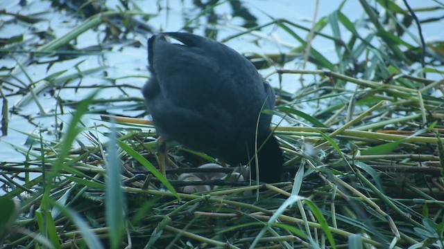 Eurasian Coot - ML616817061