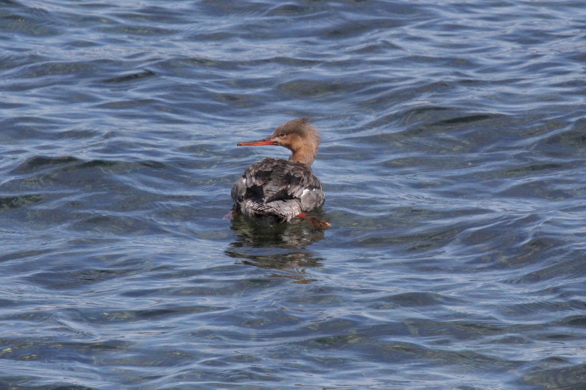 Red-breasted Merganser - ML616817086