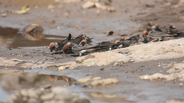 Streak-throated Swallow - ML616817087