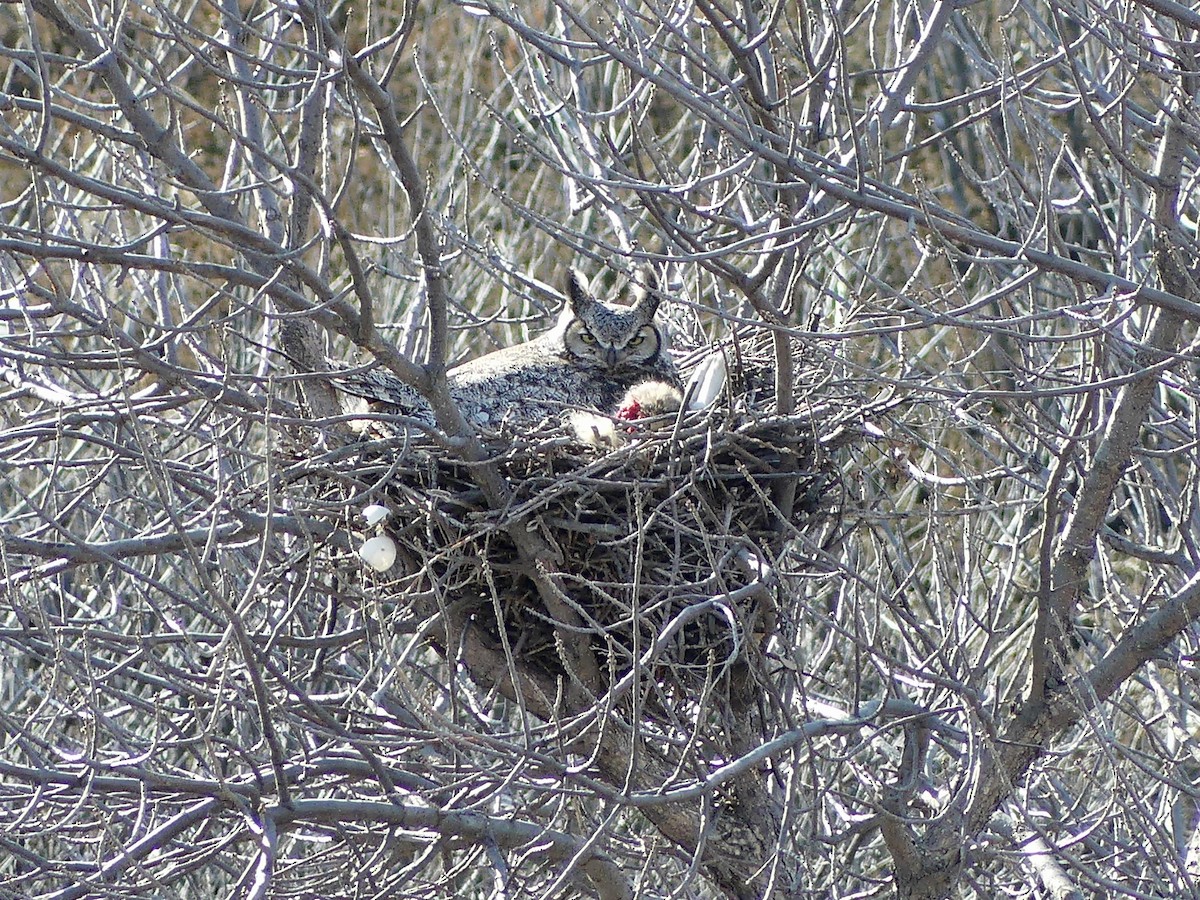 Great Horned Owl - ML616817163