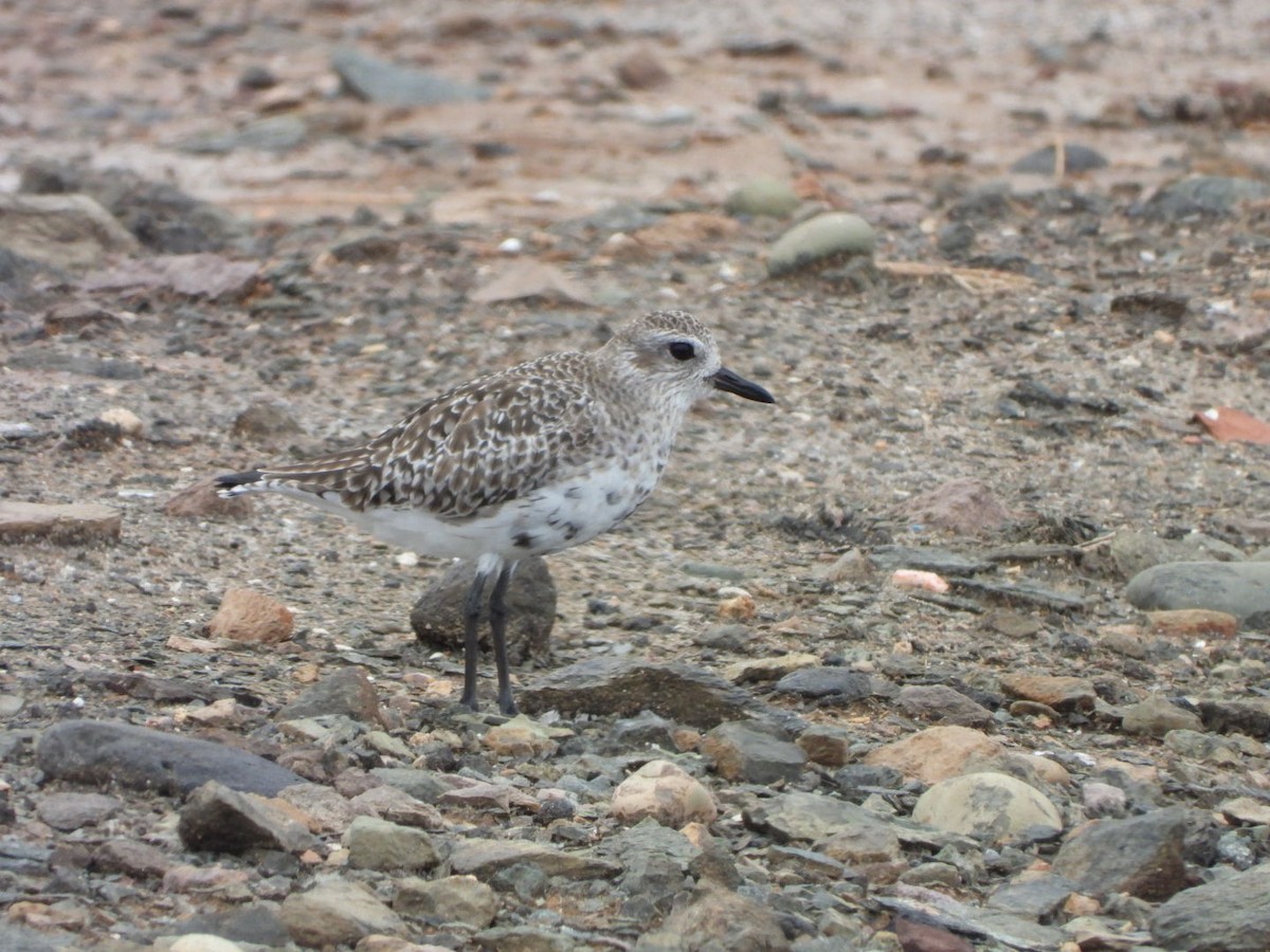 Black-bellied Plover - ML616817186