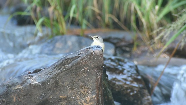 Gray Wagtail - ML616817188