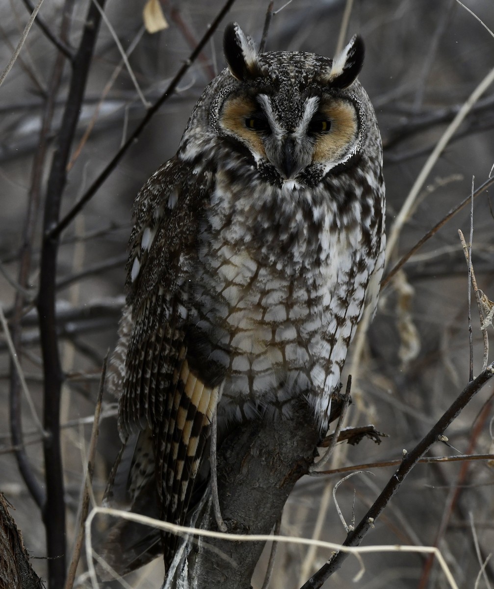 Long-eared Owl - ML616817214