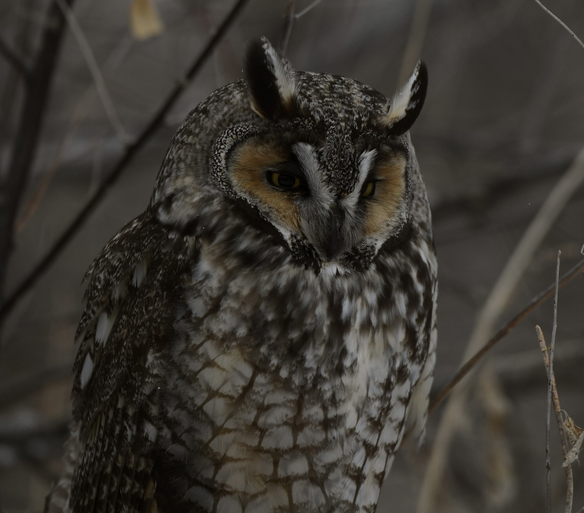 Long-eared Owl - ML616817215