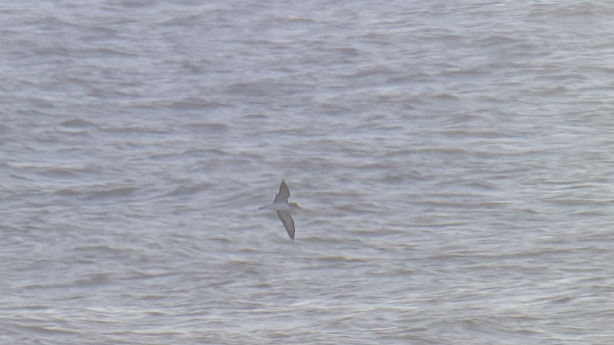 Cory's Shearwater (borealis) - ML616817251