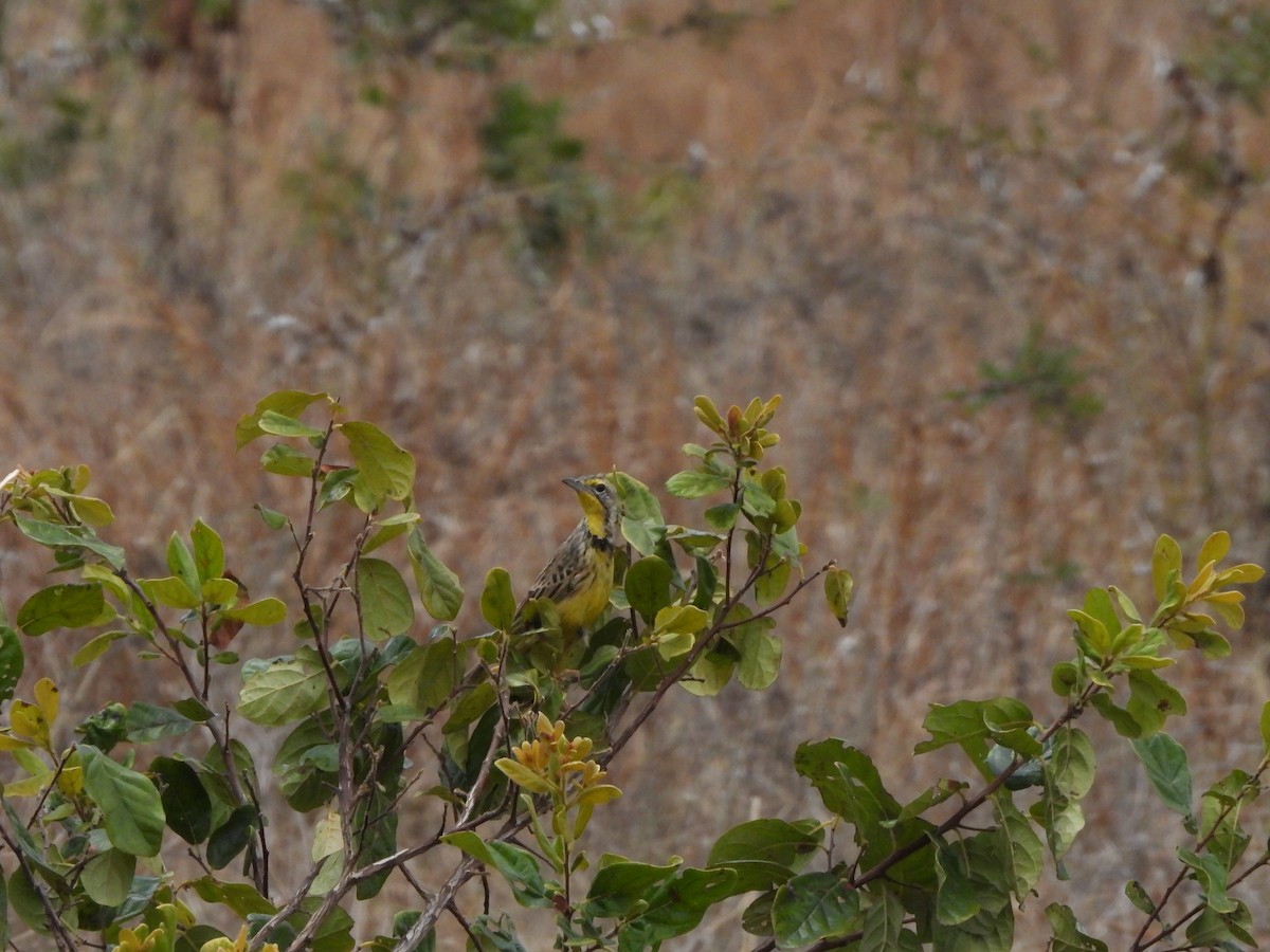 Yellow-throated Longclaw - ML616817286