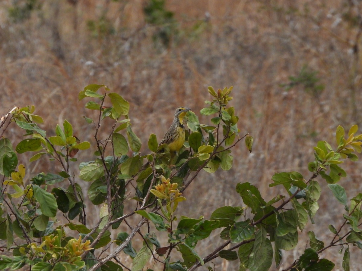 Yellow-throated Longclaw - ML616817287