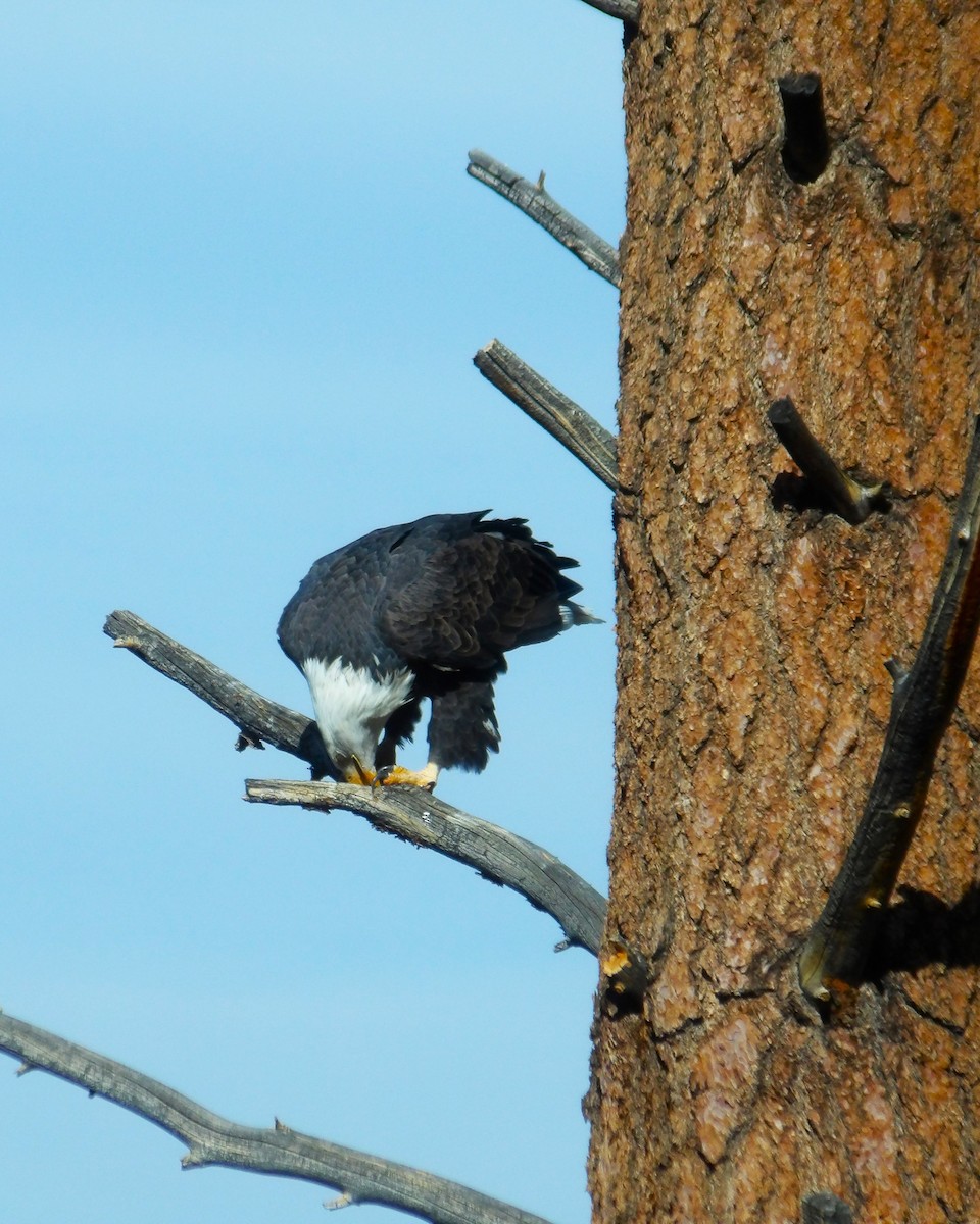 Bald Eagle - ML616817291