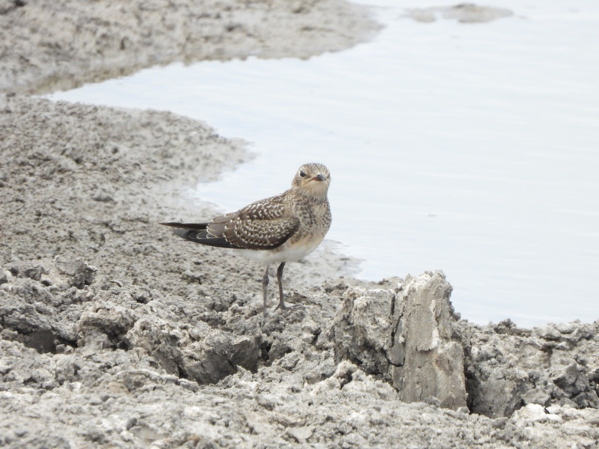 Collared Pratincole - Bev Agler