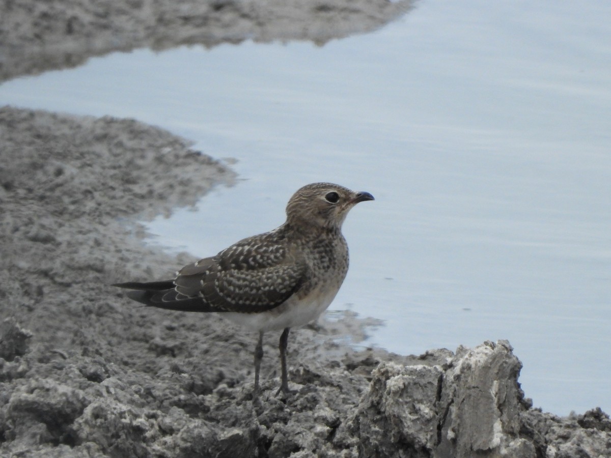 Collared Pratincole - ML616817296