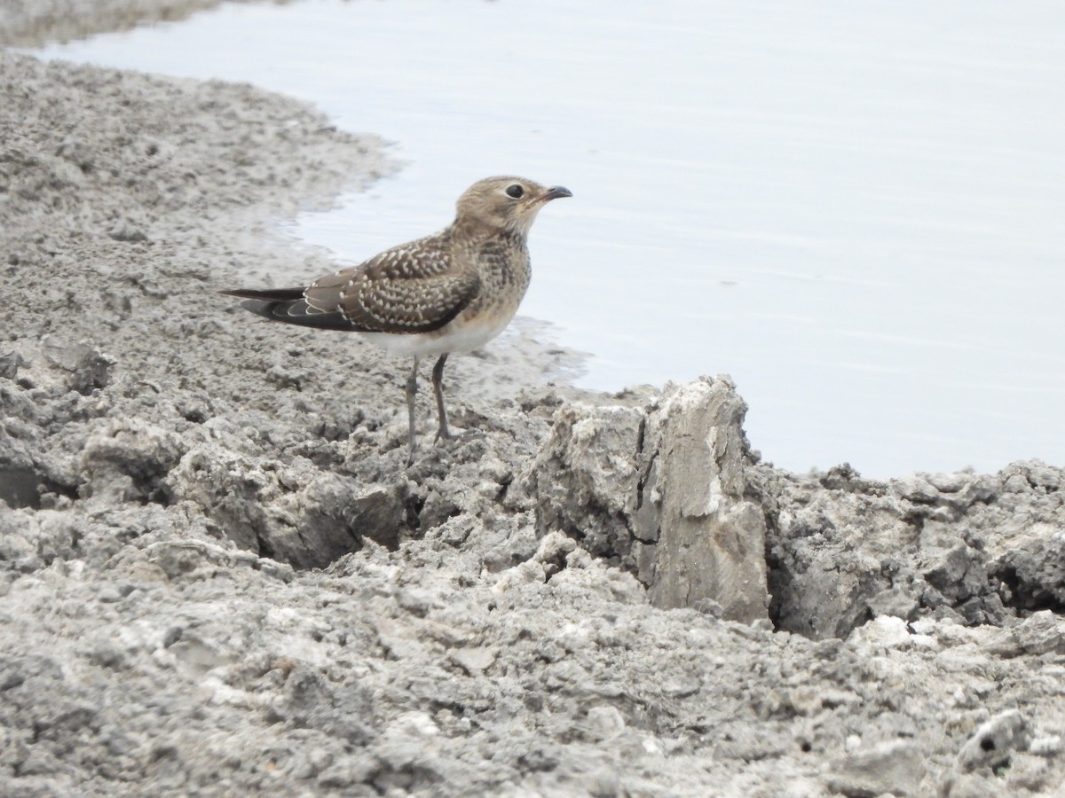 Collared Pratincole - ML616817297