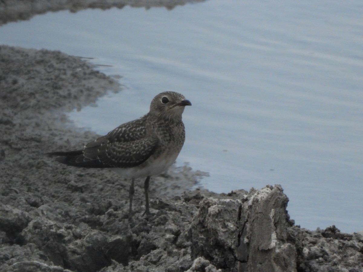 Collared Pratincole - Bev Agler