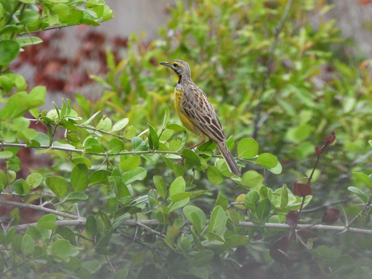 Yellow-throated Longclaw - ML616817316