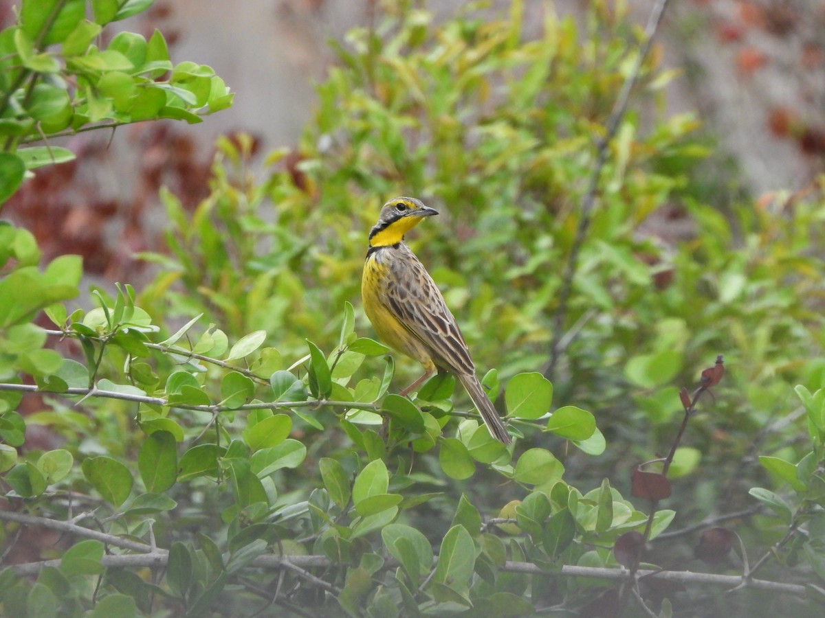 Yellow-throated Longclaw - ML616817319