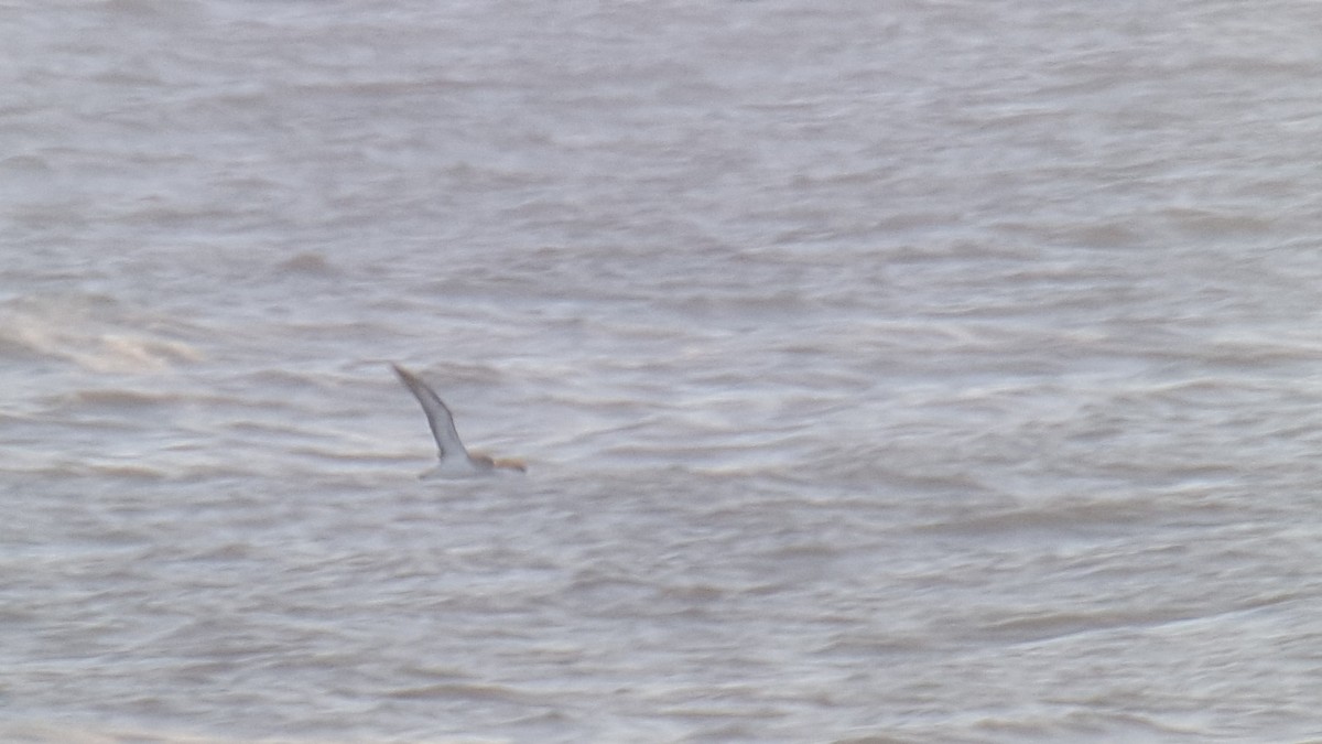 Cory's Shearwater (borealis) - Tom Carley