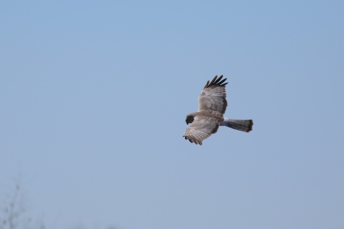 Northern Harrier - ML616817323