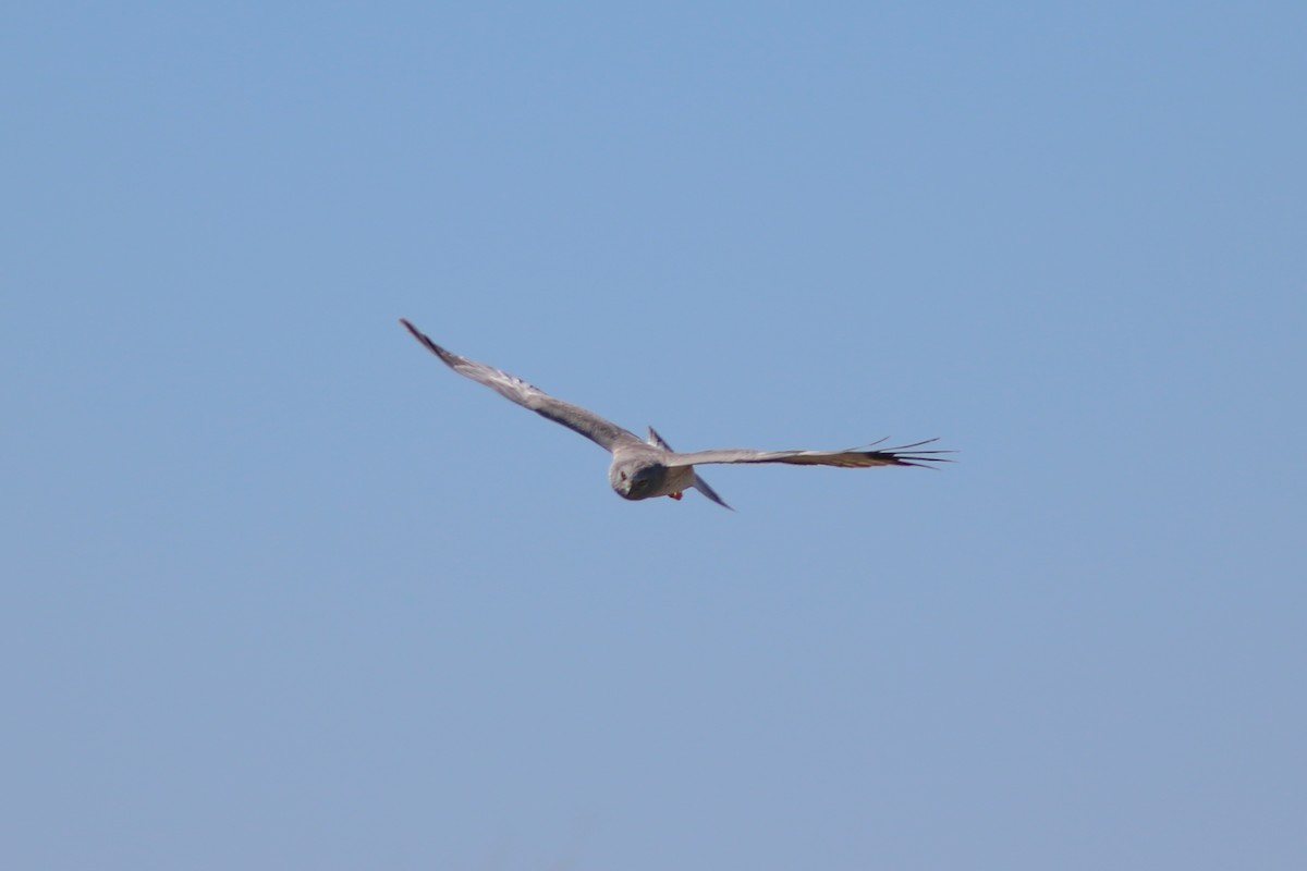 Northern Harrier - ML616817324