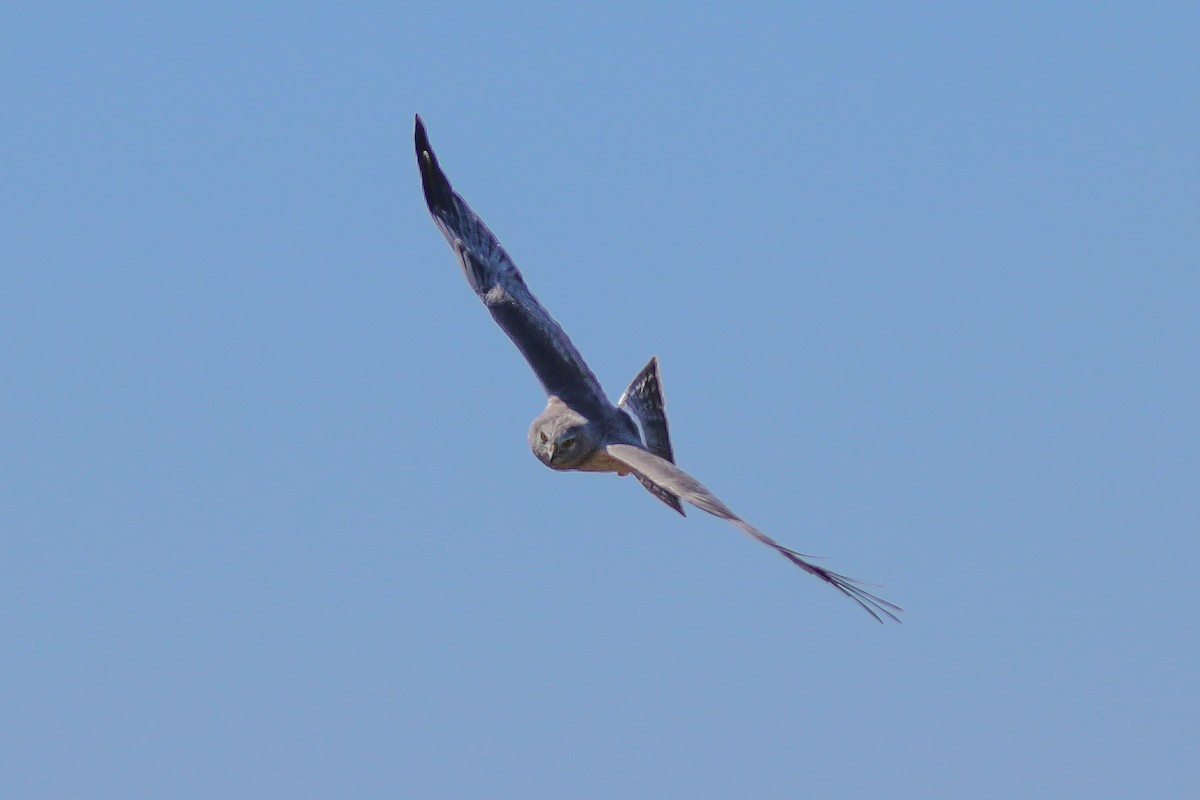 Northern Harrier - ML616817325