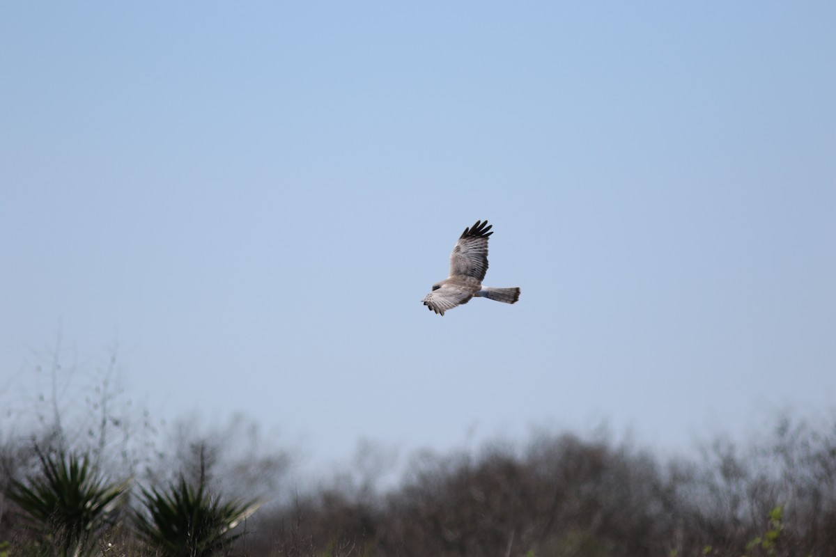 Northern Harrier - ML616817326