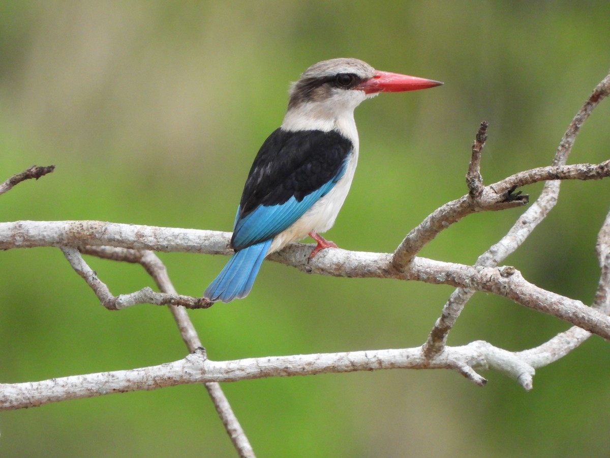 Brown-hooded Kingfisher - ML616817339