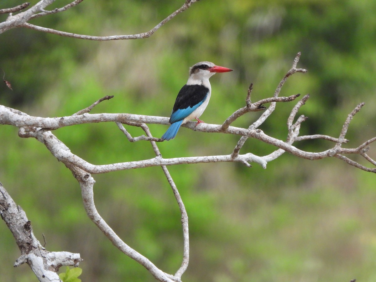 Brown-hooded Kingfisher - ML616817344