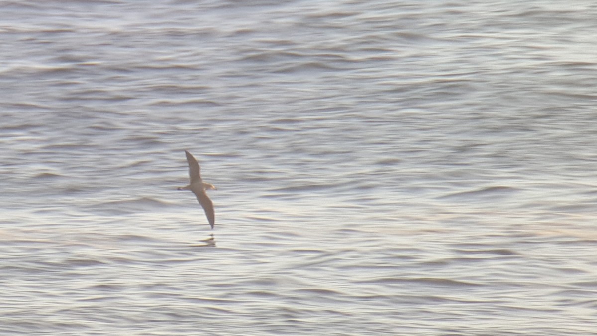 Cory's Shearwater (borealis) - ML616817346