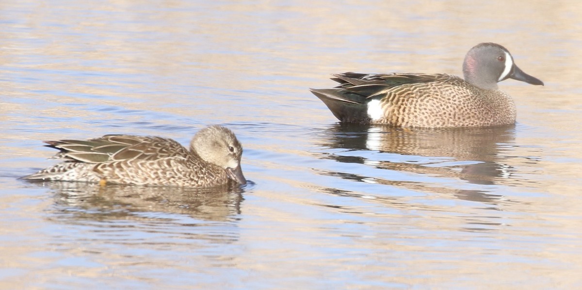 Blue-winged Teal - Don Coons