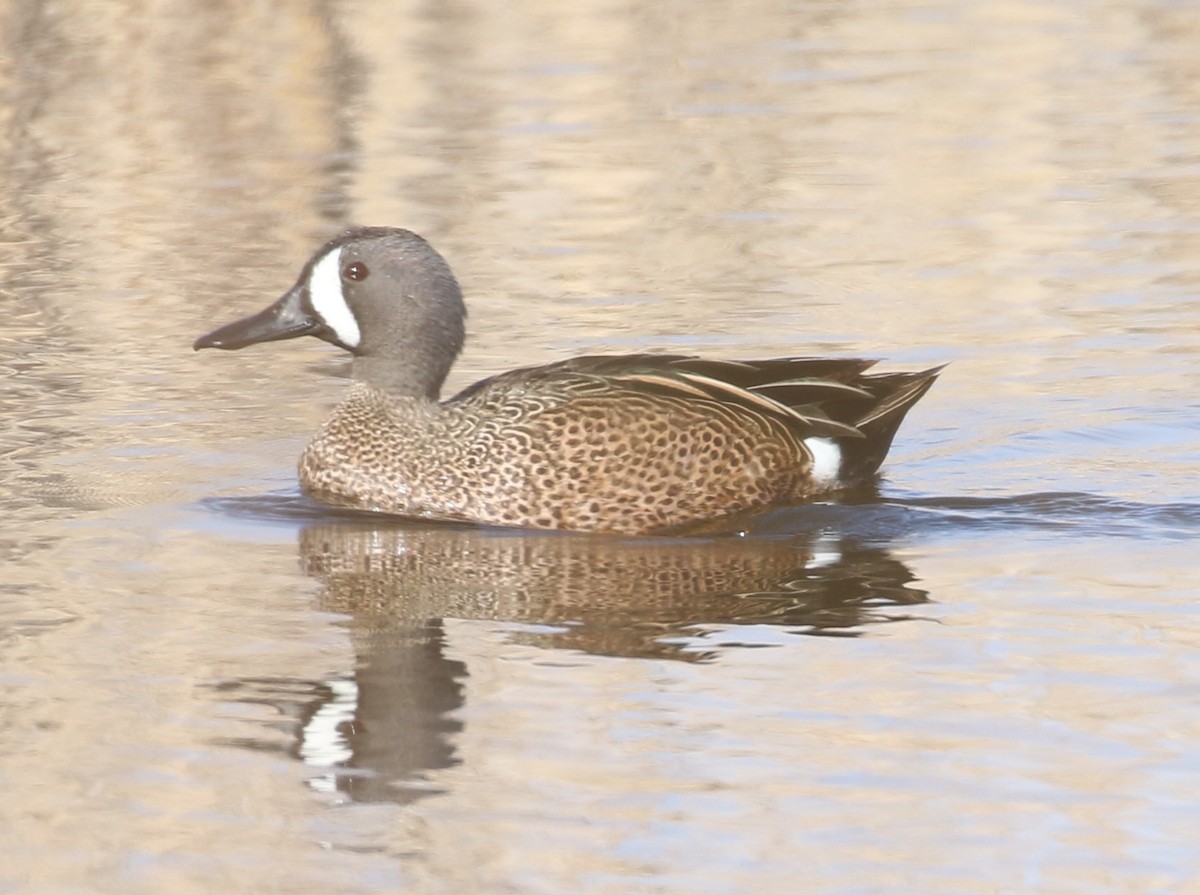 Blue-winged Teal - Don Coons