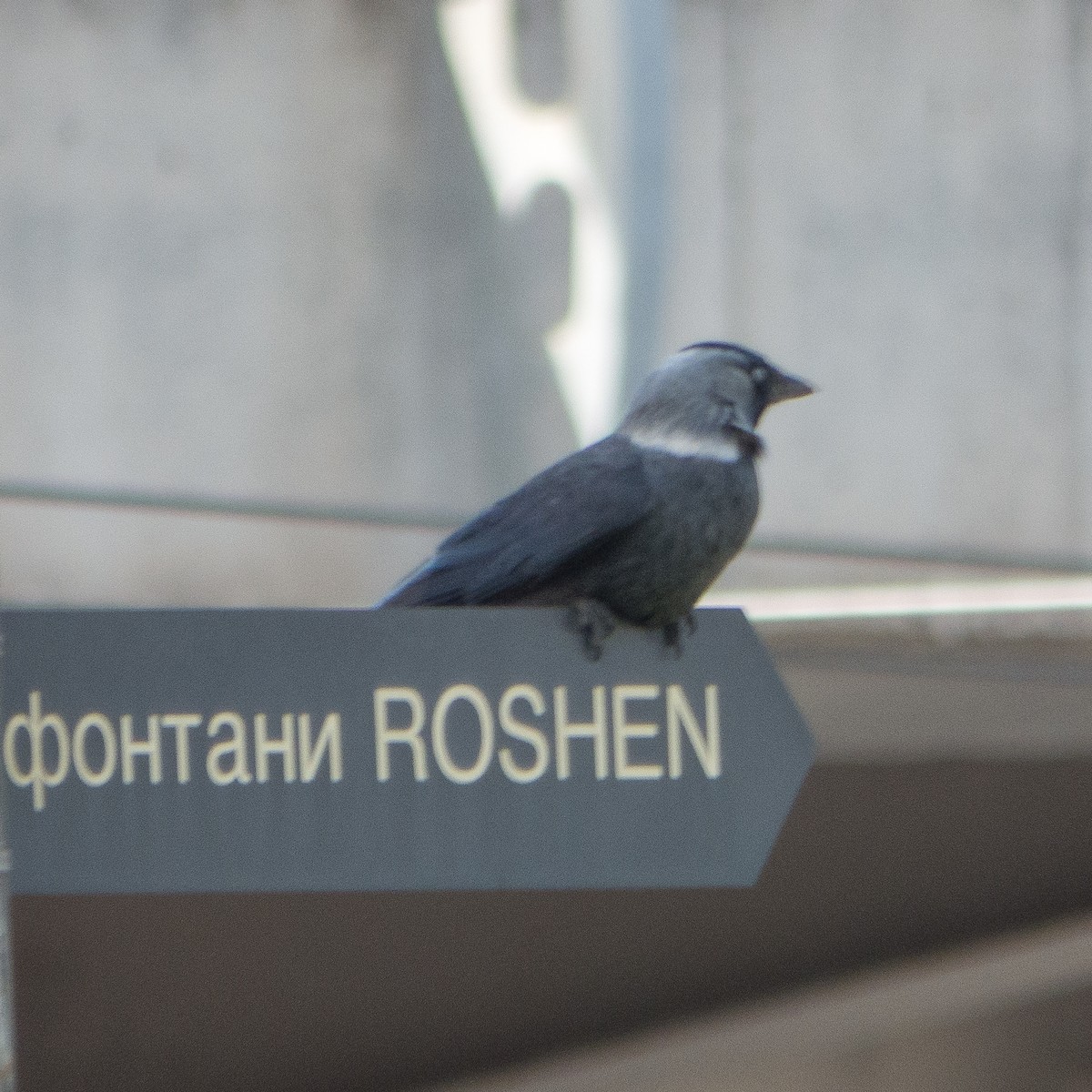 Eurasian Jackdaw - ML616817443