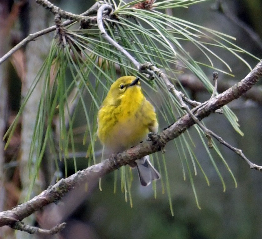 Pine Warbler - ML616817458