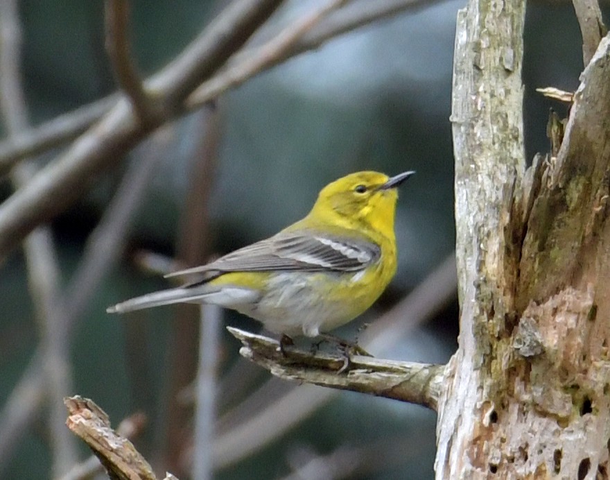Pine Warbler - Connie Galey