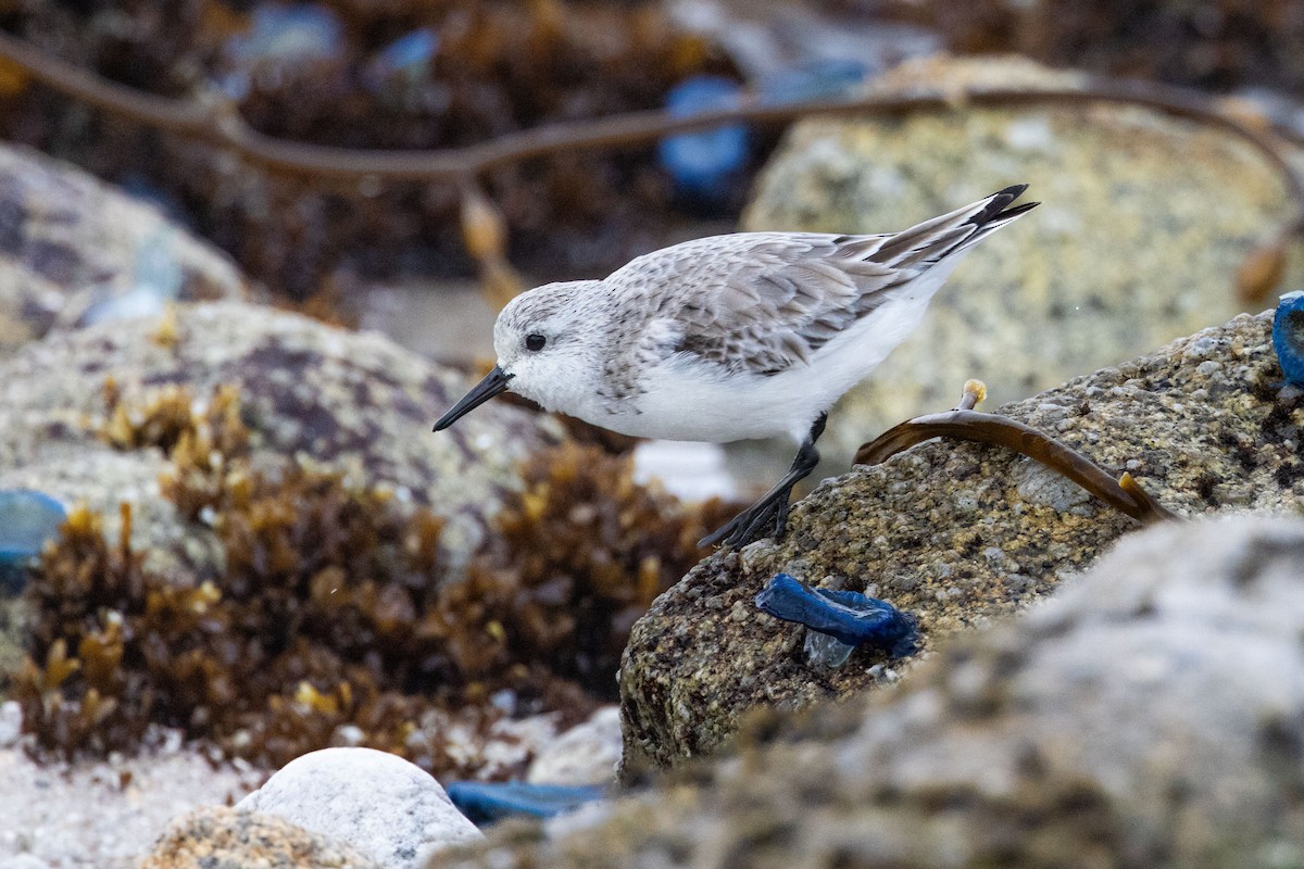 Sanderling - ML616817479