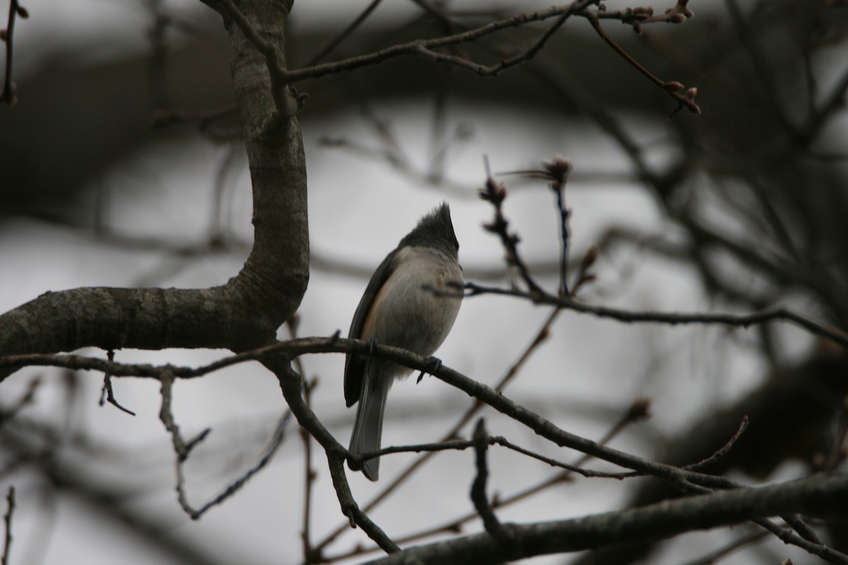 Tufted Titmouse - Tim Williams