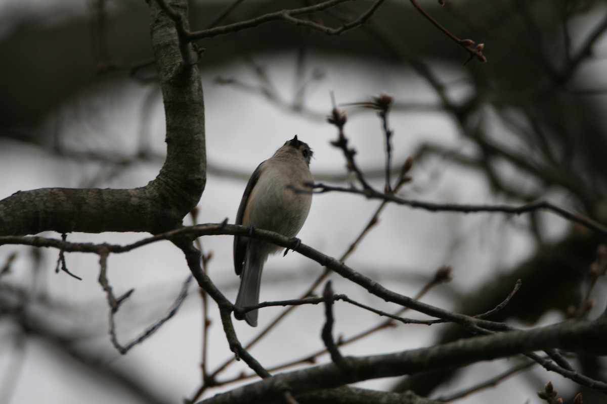 Tufted Titmouse - Tim Williams