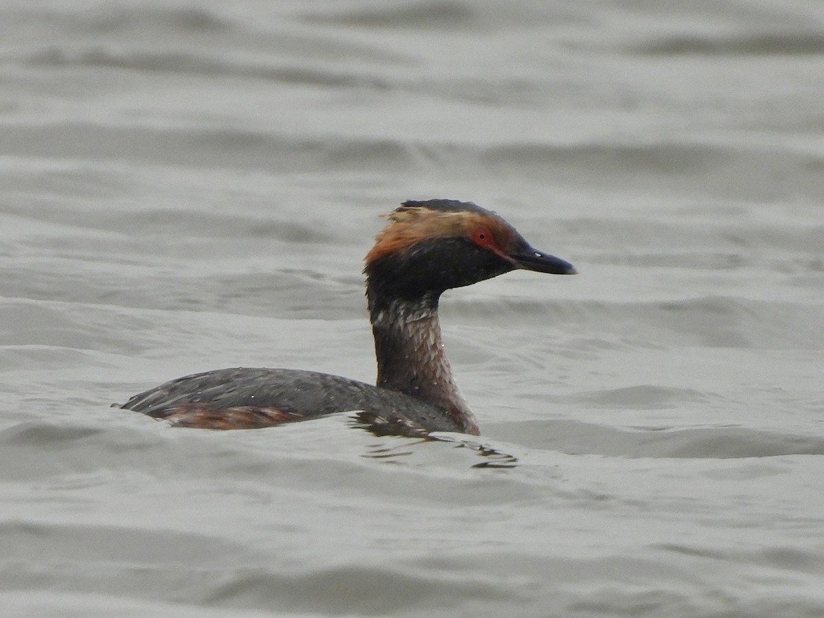 Horned Grebe - ML616817494