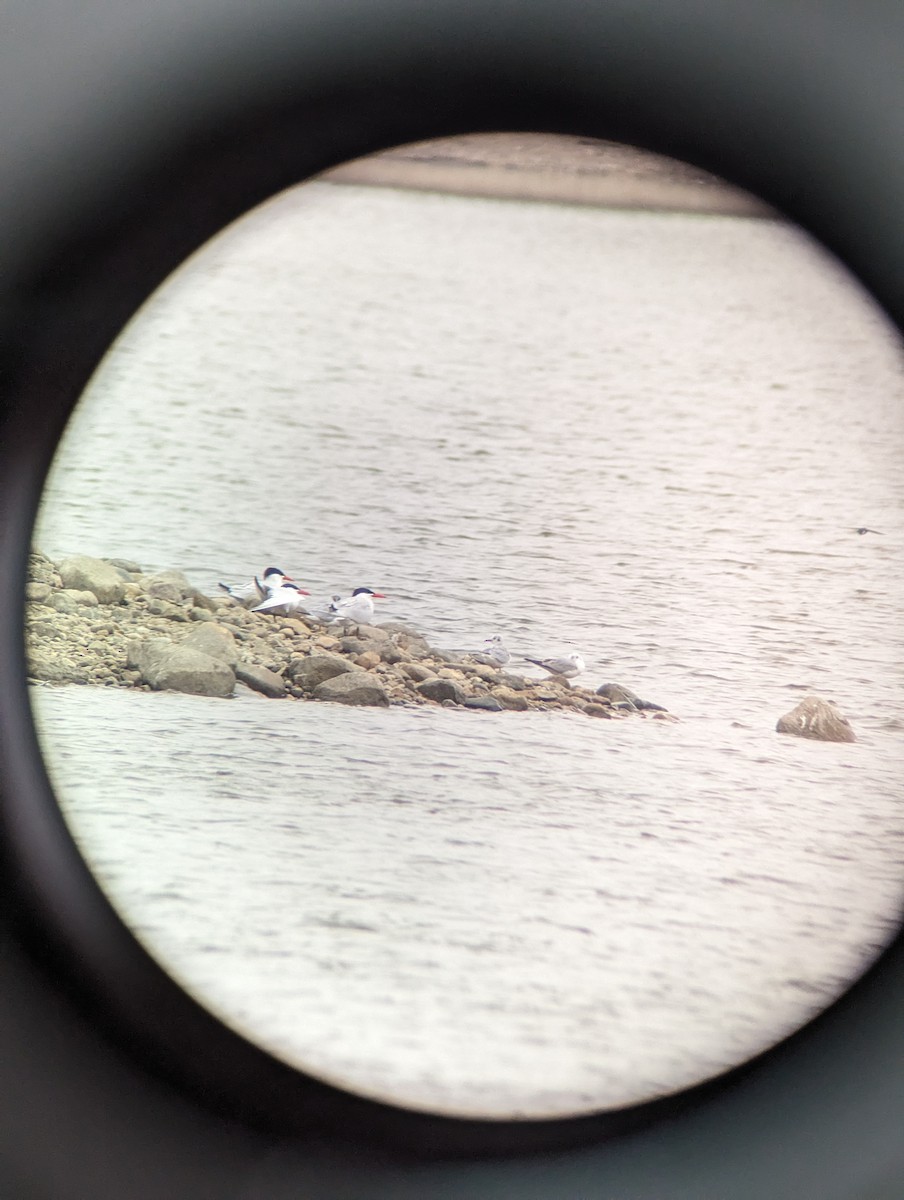 Морин хараалай - ML616817570