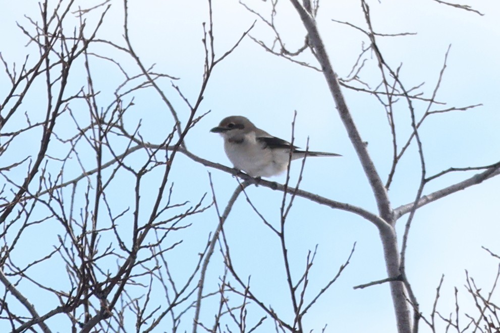 Northern Shrike - ML616817580