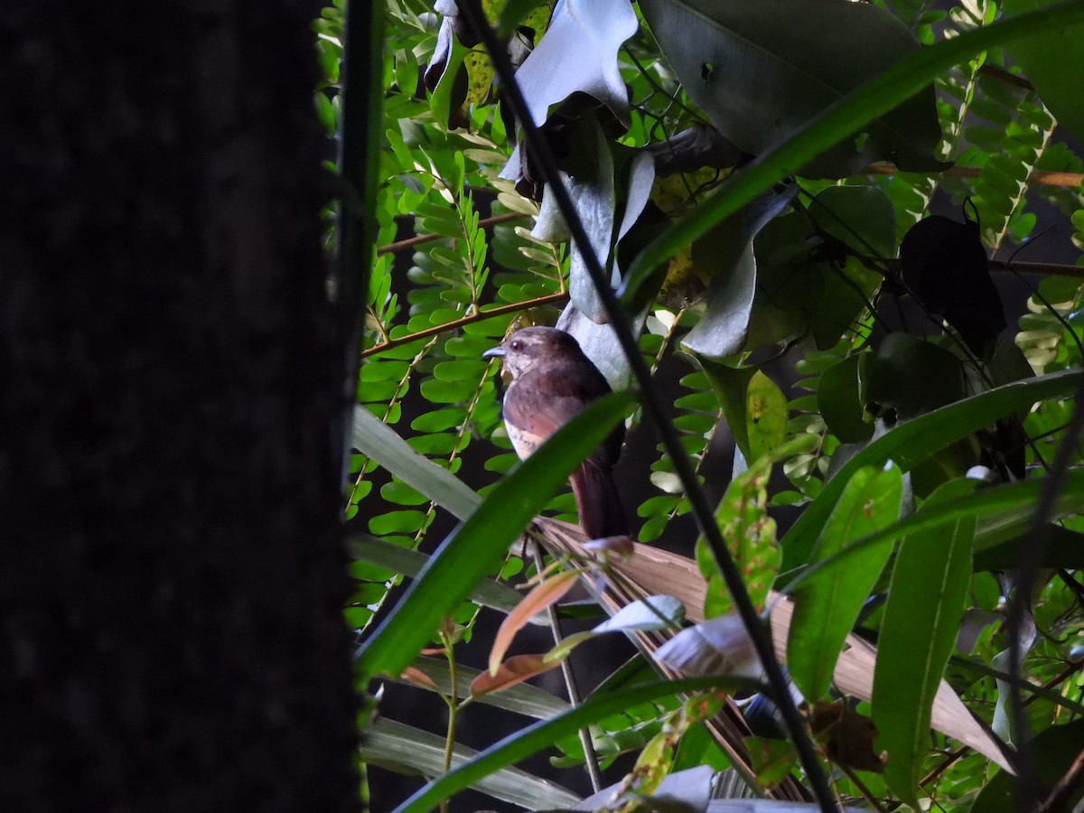 Spotted Morning-Thrush - Bev Agler