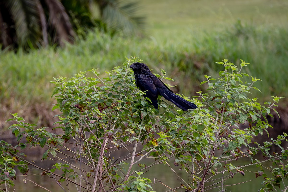 Smooth-billed Ani - ML616817589