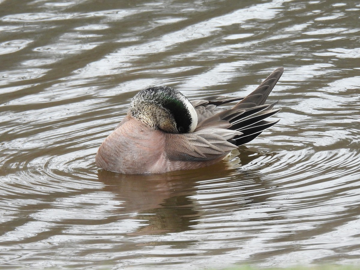 American Wigeon - Lisa Schibley